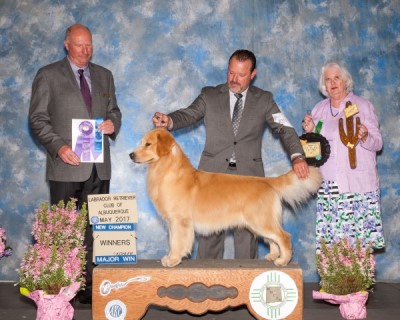 Aurora Goldens