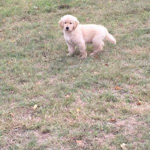 Aurora Goldens